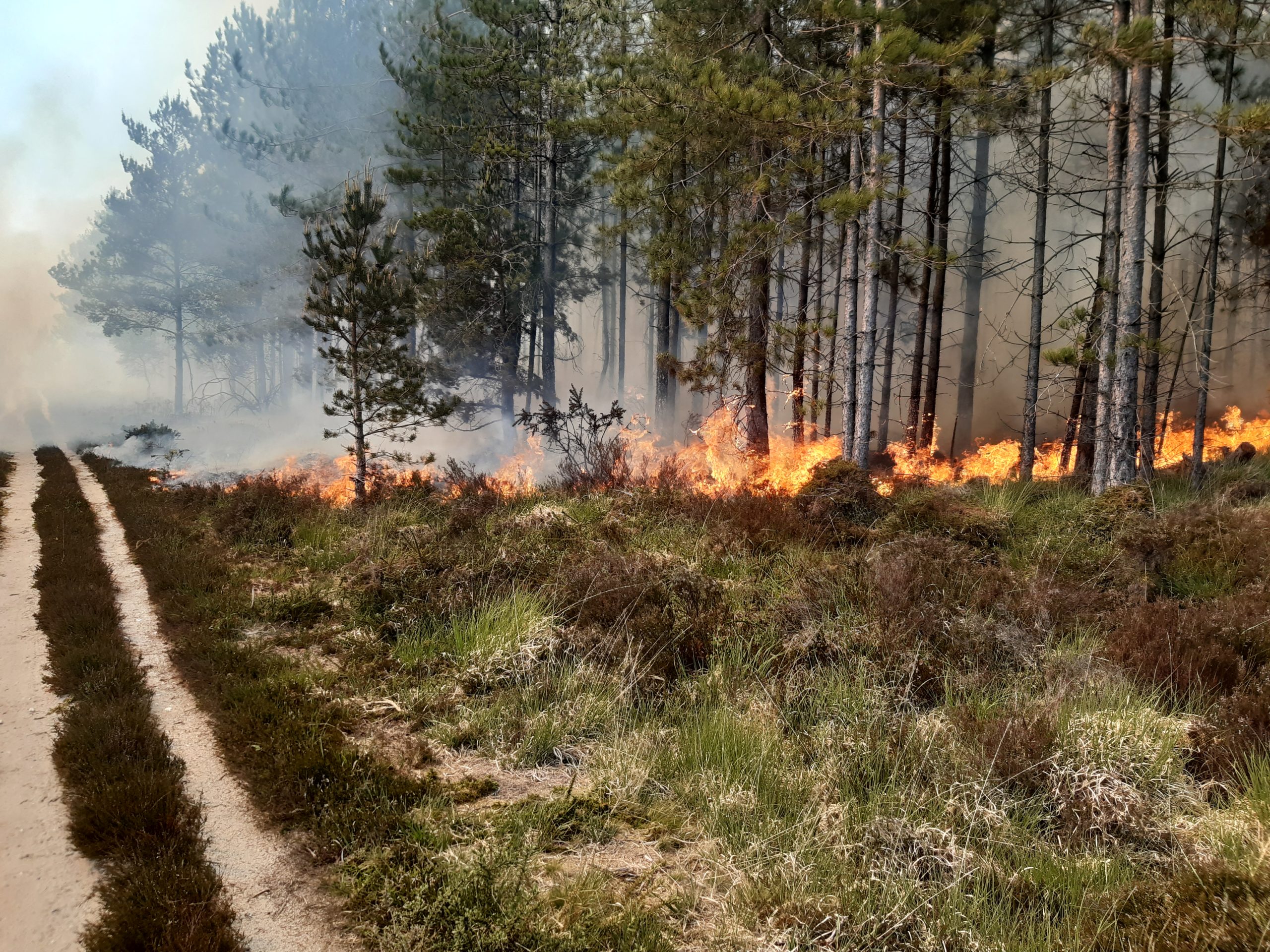 Fire and smoke in a forest