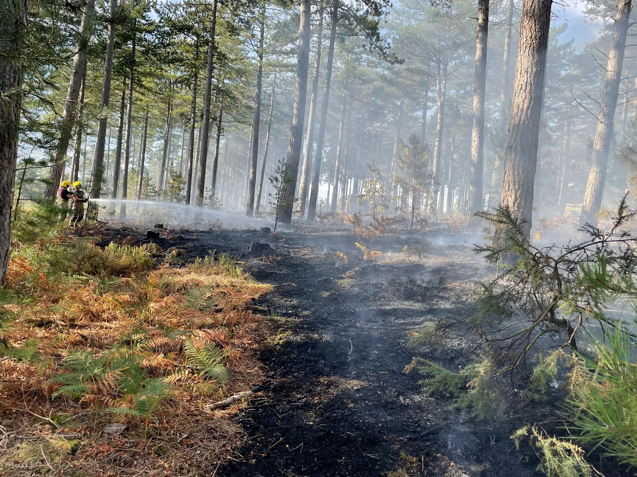 Heath affected by fire within Wareham forest